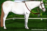 Horse Color:White Spotted Buckskin Roan Pearl Dun