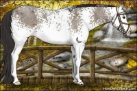 Horse Color:White Spotted Smoky Grullo Roan