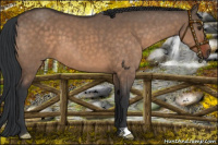 Horse Color:Brown Dun 