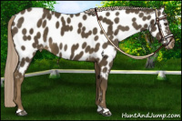 Horse Color:Chocolate Palomino Appaloosa 