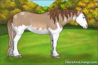 Horse Color:Red Dun Splash  and Red Dun Splash 
