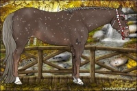 Horse Color:Liver Chestnut Mushroom Snowflake Varnish 