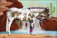 Horse Color:White Spotted Chocolate Palomino Sabino 