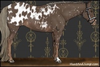 Horse Color:Liver Chestnut Mushroom Appaloosa 