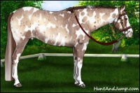 Horse Color:Red Onyx Roan Splash Appaloosa Rabicano