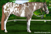 Horse Color:White Spotted Liver Red Dun Sabino Near Leopard