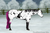 Horse Color:Void White Spotted Buckskin Chinchilla 