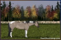 Horse Color:Brown Dun Tobiano 