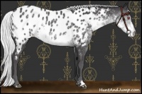 Horse Color:Silver Smoky Black Chinchilla Near Leopard 
