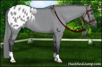 Horse Color:Grullo Chinchilla Varnish 
