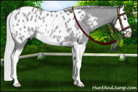 Horse Color:Silver Grullo Chinchilla Sabino Splash Blanket Rabicano