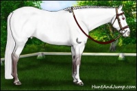 Horse Color:Chocolate Silver Buckskin Chinchilla Dun Appaloosa 