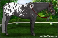 Horse Color:Smoky Black Chinchilla Appaloosa 