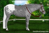 Horse Color:Silver Smoky Black Chinchilla Appaloosa 