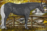 Horse Color:Silver Black Chinchilla Sabino