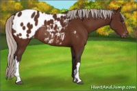 Horse Color:Silver Brown Appaloosa Rabicano