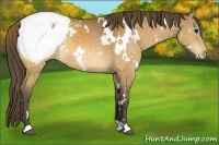 Horse Color:White Spotted Buckskin Appaloosa 