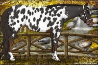 Horse Color:Liver Chestnut Near Leopard 