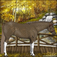 Horse Color:Chocolate Palomino 