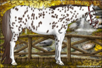 Horse Color:Liver Chestnut Appaloosa