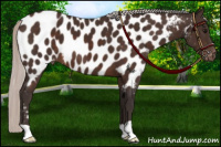 Horse Color:Silver Brown Near Leopard 