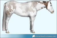 Horse Color:White Spotted Liver Red Dun Splash Brindle 