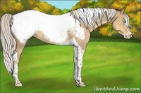 Horse Color:Silver Classic Cream Champagne Dun Splash Tobiano Appaloosa 