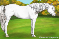 Horse Color:Silver Black Splash Tobiano Appaloosa 
