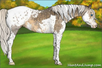 Horse Color:Silver Smoky Black Splash Tobiano Appaloosa 