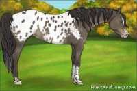 Horse Color:Smoky Grullo Splash Tobiano Appaloosa 