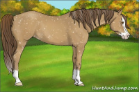 Horse Color:Classic Cream Champagne Sabino Splash Snowflake Varnish 