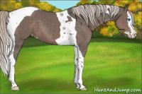Horse Color:Silver Black Sabino Splash Tobiano Varnish 