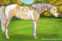 Horse Color:Silver Classic Cream Champagne Dun Splash Tobiano Appaloosa 