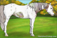 Horse Color:Nacre Silver Black Sabino Splash Tobiano Appaloosa 