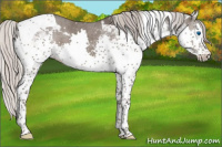 Horse Color:Silver Black Splash Tobiano 