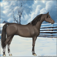 Horse Color:Smoky Black Tobiano 