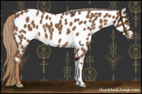 Horse Color:Chestnut Near Leopard 