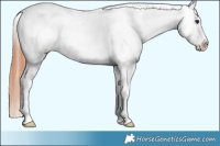 Horse Color:White Spotted Bay Dun Appaloosa Rabicano Brindle 