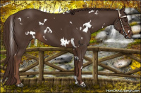 Horse Color:White Spotted Liver Chestnut 