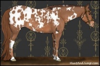 Horse Color:White Spotted Chestnut Blanket 
