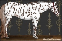 Horse Color:Liver Chestnut Appaloosa