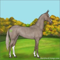 Horse Color:Silver Blue Roan Sabino 