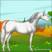 Horse Color:Cremello Dun Appaloosa 