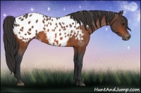 Horse Color:Bay Appaloosa 