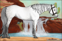 Horse Color:Gray Grullo 