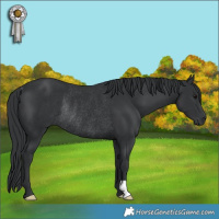 Horse Color:Black Rabicano 