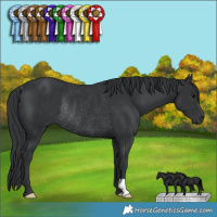 Horse Color:Black Rabicano 