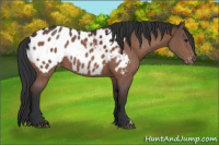 Horse Color:Bay Appaloosa 
