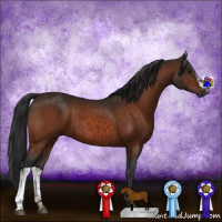 Horse Color:Bay  and Gray Bay 