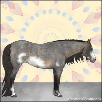 Horse Color:Buckskin Roan Sabino Frame 
